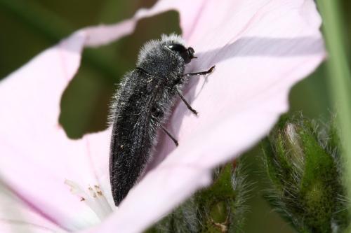 Acmaeodera cylindrica